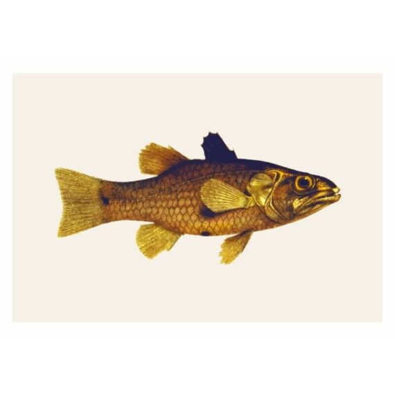 grafisk plakat fisk