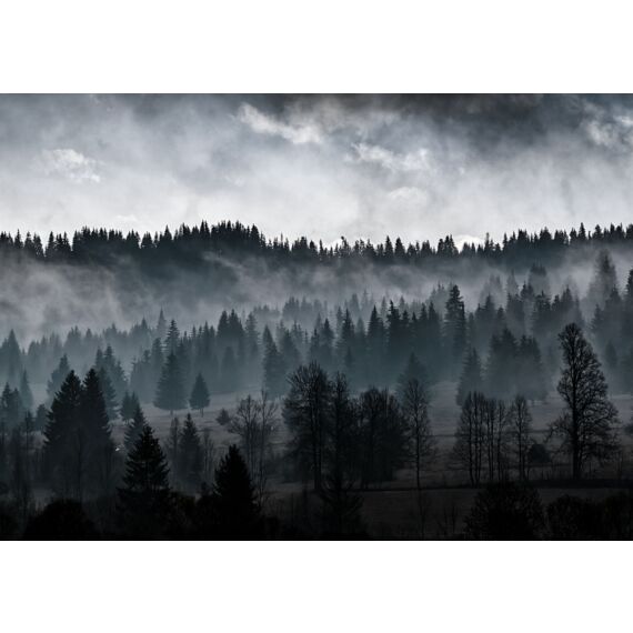 fotoplakat af mørk skov med tåge