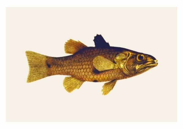 Fortryd fotoelektrisk udstilling Grafisk plakat med en fisk|Flere størrelser|RammeShoppen.dk